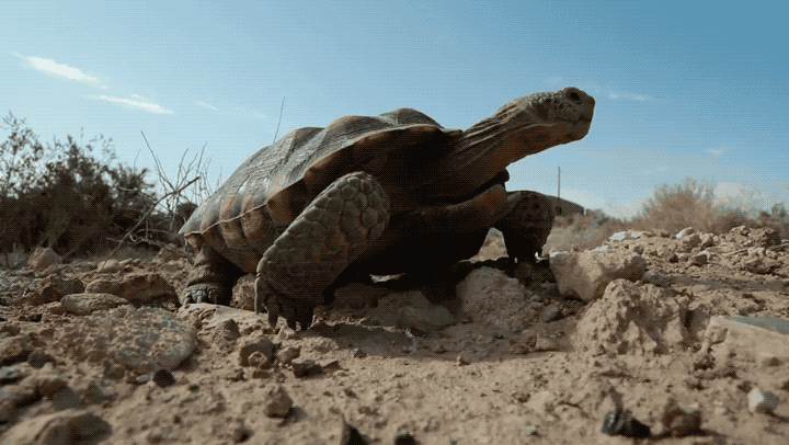 Khoa học Mỹ phát báo động khẩn: Hơn 60% loài rùa trên hành tinh sắp bị tuyệt chủng - Ảnh 3.