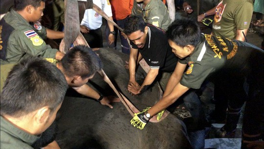 Thái Lan: Để voi bị điện giật chết khi xin ăn, chủ bị bắt - Ảnh 1.