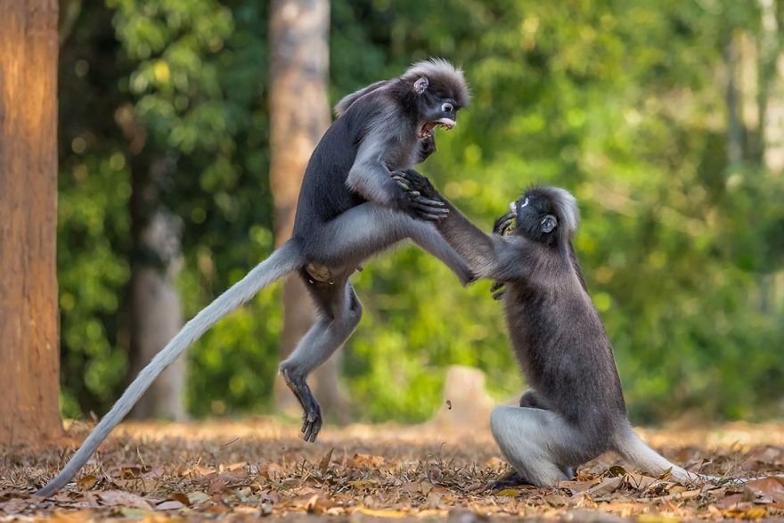 Cười ra nước mắt với loạt khoảnh khắc khó đỡ của thế giới động vật trong cuộc thi “Thiên nhiên hài hước 2018” - Ảnh 9. Cười ra nước mắt với loạt khoảnh khắc khó đỡ của thế giới động vật trong cuộc thi “Thiên nhiên hài hước 2018” - Ảnh 9.