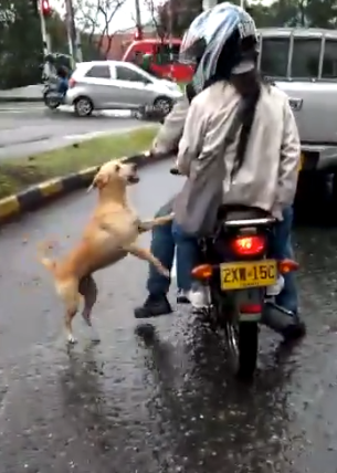 Cảm nhận sự tuyệt vọng trong những hình ảnh của chú chó này và hãy cùng nhau cổ vũ và tìm hiểu những giải pháp để giúp đỡ động vật cưu mang như hắn.