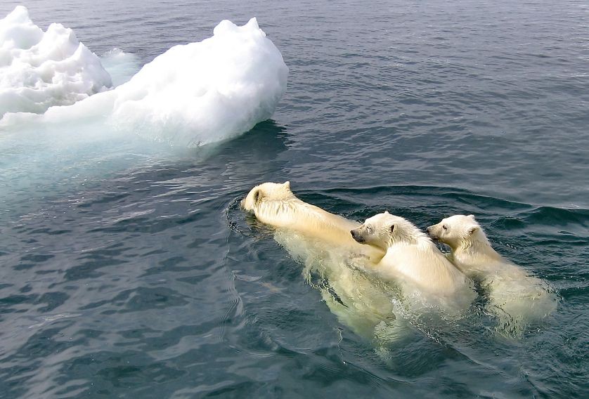 Mỗi năm lại có hàng chục nghìn con hải mã mắc kẹt trên bãi biển Alaska - lý do là gì? - Ảnh 3. Mỗi năm lại có hàng chục nghìn con hải mã mắc kẹt trên bãi biển Alaska - lý do là gì? - Ảnh 3.