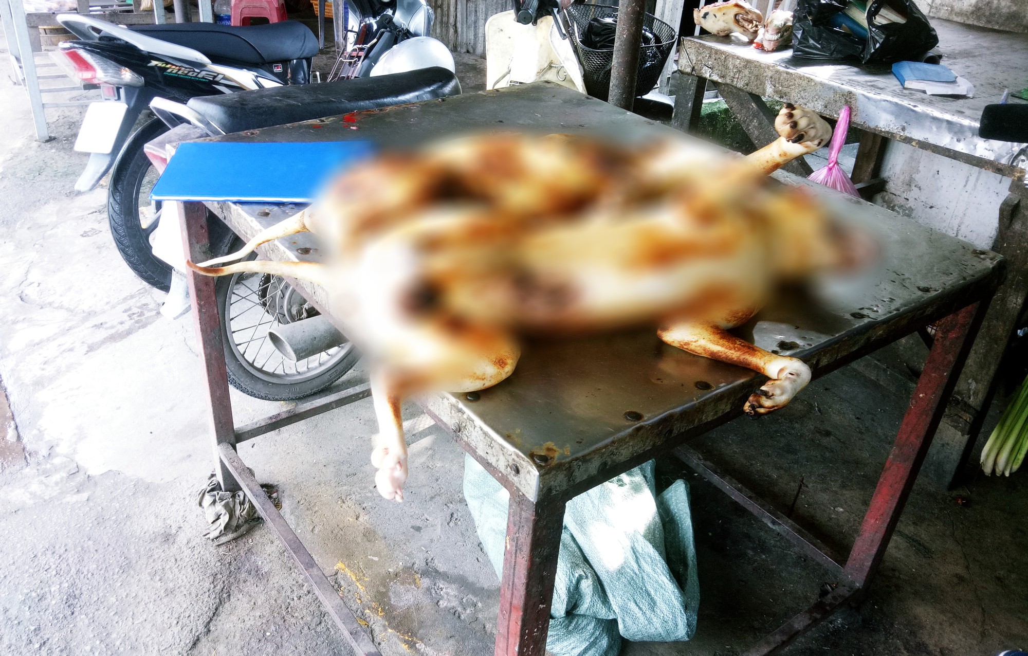 Người bán thịt chó ở Sài Gòn: “Có đến 80-90% là chó bị trộm hoặc bị đánh thuốc” - Ảnh 5. Người bán thịt chó ở Sài Gòn: “Có đến 80-90% là chó bị trộm hoặc bị đánh thuốc” - Ảnh 5.