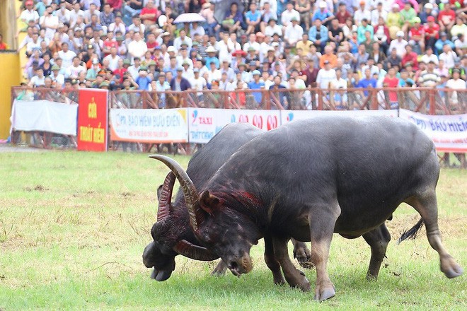 Chọi trâu Đồ Sơn 2018: Cảnh tượng hỗn loạn, dòng người chen lấn, xô đẩy - Ảnh 3.