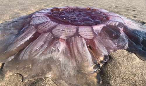 New Zealand: Tranh cãi ‘vật thể lạ’ là sứa khổng lồ hay sinh vật ngoài hành tinh - Ảnh 1.