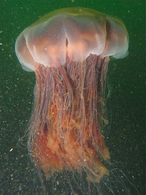New Zealand: Tranh cãi ‘vật thể lạ’ là sứa khổng lồ hay sinh vật ngoài hành tinh - Ảnh 2.
