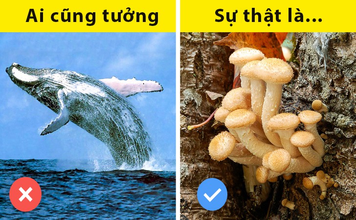 5 sự thật ai cũng tưởng là đúng nhưng hóa ra sai một cách toàn diện - Ảnh 1. 5 sự thật ai cũng tưởng là đúng nhưng hóa ra sai một cách toàn diện - Ảnh 1.