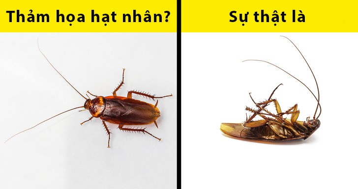 5 sự thật ai cũng tưởng là đúng nhưng hóa ra sai một cách toàn diện - Ảnh 2. 5 sự thật ai cũng tưởng là đúng nhưng hóa ra sai một cách toàn diện - Ảnh 2.