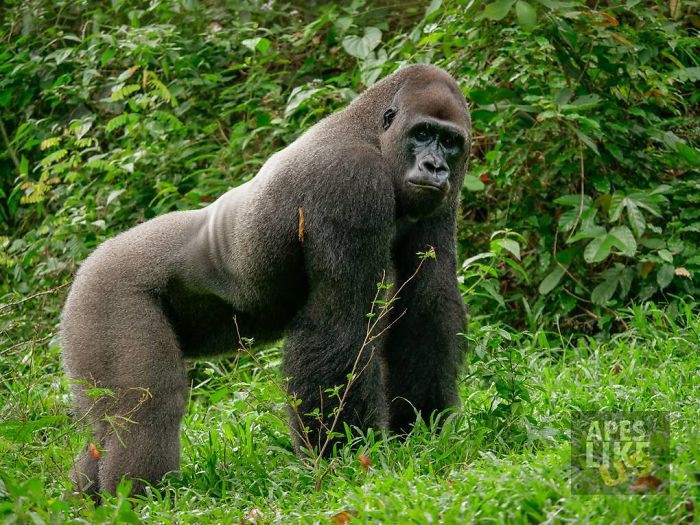 Tan chảy với tình bạn kì lạ nơi hoang dã của chú Gorilla khổng lồ và người bạn tí hon - Ảnh 1. Tan chảy với tình bạn kì lạ nơi hoang dã của chú Gorilla khổng lồ và người bạn tí hon - Ảnh 1.