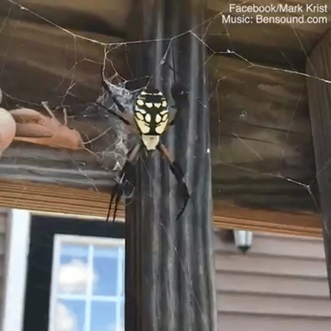 Bọc trứng l&uacute;c nh&uacute;c đầy nhện hay ch&acirc;u chấu bị cuốn gỏi trong t&iacute;ch tắc: Những h&igrave;nh ảnh chứng minh thi&ecirc;n nhi&ecirc;n hoang d&atilde; đ&aacute;ng sợ tới mức n&agrave;o - Ảnh 2.