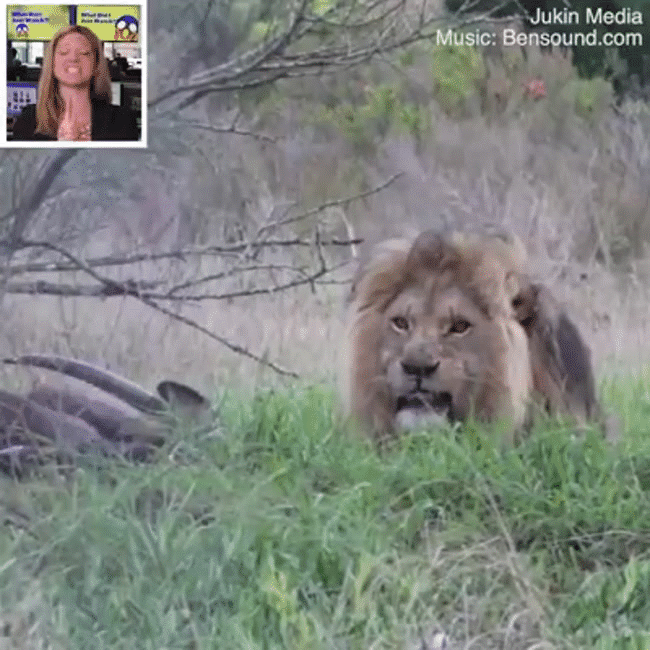 Bọc trứng l&uacute;c nh&uacute;c đầy nhện hay ch&acirc;u chấu bị cuốn gỏi trong t&iacute;ch tắc: Những h&igrave;nh ảnh chứng minh thi&ecirc;n nhi&ecirc;n hoang d&atilde; đ&aacute;ng sợ tới mức n&agrave;o - Ảnh 3.