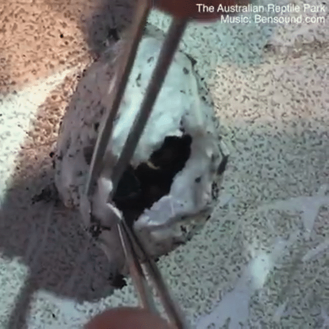 Bọc trứng l&uacute;c nh&uacute;c đầy nhện hay ch&acirc;u chấu bị cuốn gỏi trong t&iacute;ch tắc: Những h&igrave;nh ảnh chứng minh thi&ecirc;n nhi&ecirc;n hoang d&atilde; đ&aacute;ng sợ tới mức n&agrave;o - Ảnh 4.