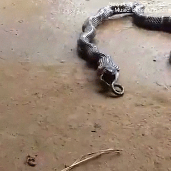 Bọc trứng l&uacute;c nh&uacute;c đầy nhện hay ch&acirc;u chấu bị cuốn gỏi trong t&iacute;ch tắc: Những h&igrave;nh ảnh chứng minh thi&ecirc;n nhi&ecirc;n hoang d&atilde; đ&aacute;ng sợ tới mức n&agrave;o - Ảnh 5.