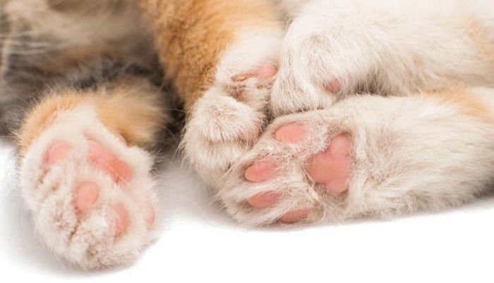 7 sự thật khiến bạn ngã ngửa về đôi chân ngọc ngà của các boss mèo - Ảnh 2. 7 sự thật khiến bạn ngã ngửa về đôi chân ngọc ngà của các boss mèo - Ảnh 2.