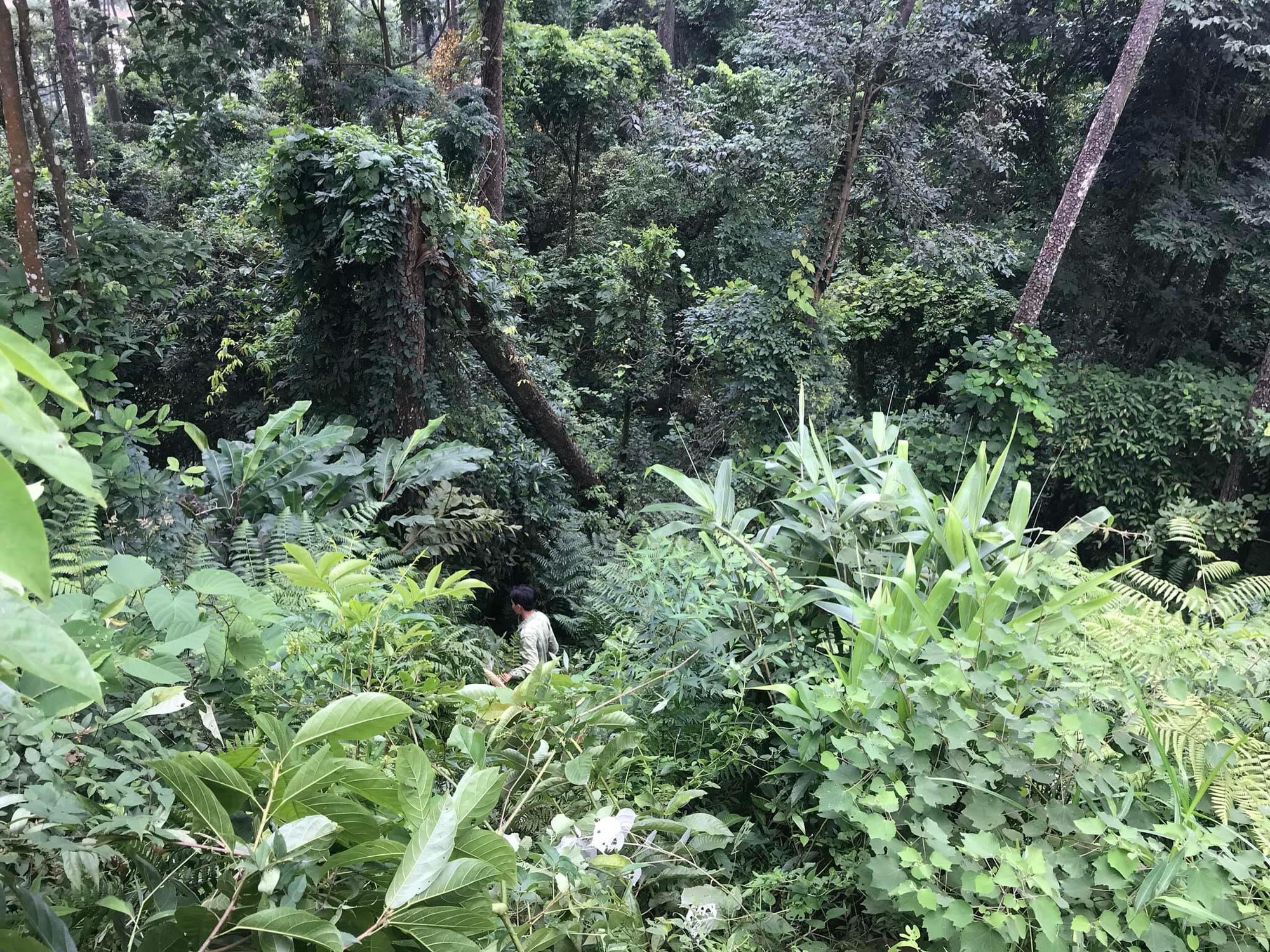 Nữ phượt thủ đổ đèo Tam Đảo rồi lao xuống vực, người không sao nhưng xe gãy làm đôi - Ảnh 2. Nữ phượt thủ đổ đèo Tam Đảo rồi lao xuống vực, người không sao nhưng xe gãy làm đôi - Ảnh 2.