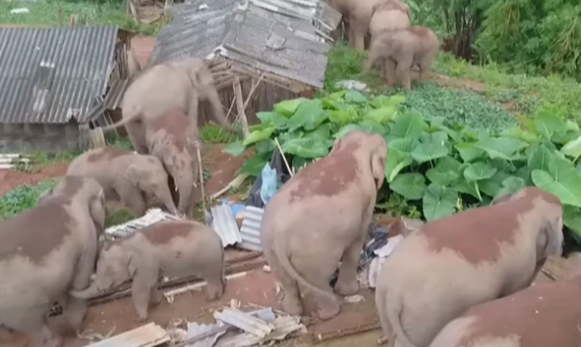 Đang yên đang lành, đàn voi tự nhiên dở chứng vào nhà dân ăn vụng rồi phá xe, người dân đứng quay clip trong sự bất lực - Ảnh 1.