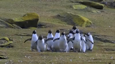 Cận cảnh cuộc sống siêu ngớ ngẩn của bè lũ chim cánh cụt trên mảnh đất Nam Cực lạnh giá - Ảnh 6.