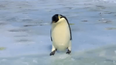 Cận cảnh cuộc sống siêu ngớ ngẩn của bè lũ chim cánh cụt trên mảnh đất Nam Cực lạnh giá - Ảnh 3.