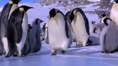 Cận cảnh cuộc sống siêu ngớ ngẩn của bè lũ chim cánh cụt trên mảnh đất Nam Cực lạnh giá - Ảnh 5.