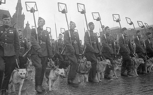 Vì sao Hồng quân Liên Xô phải dùng chó cảm tử để tấn công xe tăng Đức? - Ảnh 3.