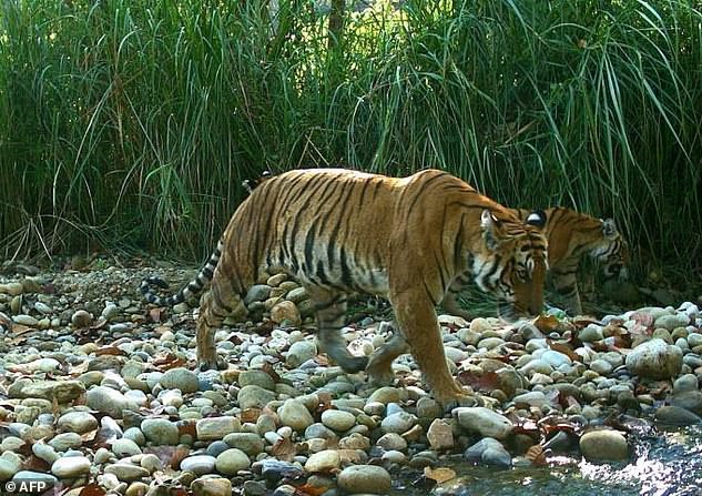 Tin mừng với thế giới: Hổ Nepal đang hồi sinh, số lượng tăng gấp đôi chỉ trong chưa đầy 1 thập kỷ - Ảnh 1.