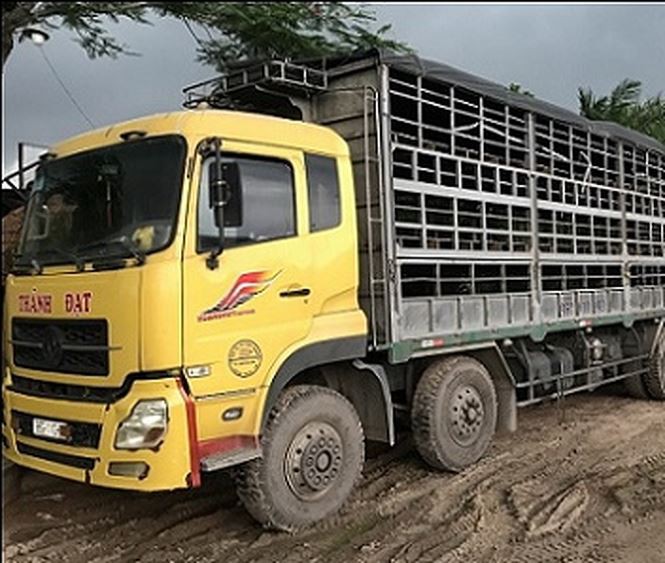 Bị phát hiện bơm nước vào heo, hàng chục người leo rào bỏ trốn - Ảnh 1. Bị phát hiện bơm nước vào heo, hàng chục người leo rào bỏ trốn - Ảnh 1.