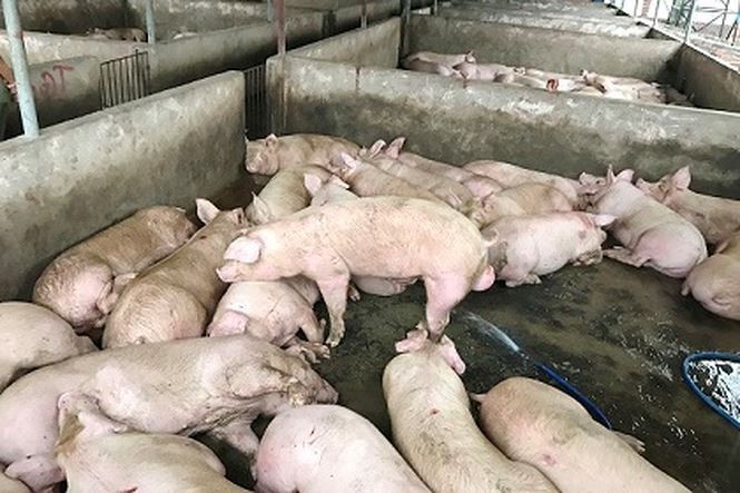 Bị phát hiện bơm nước vào heo, hàng chục người leo rào bỏ trốn - Ảnh 2. Bị phát hiện bơm nước vào heo, hàng chục người leo rào bỏ trốn - Ảnh 2.