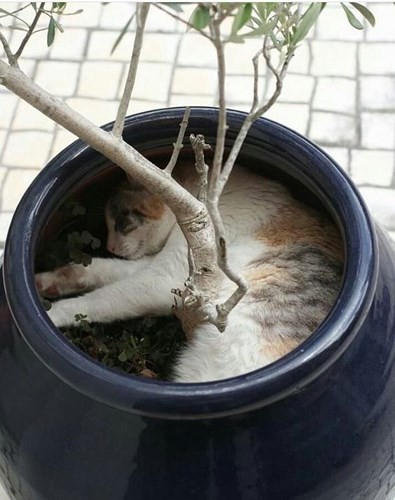 Ảnh: Hài hước những chú mèo “lười” có thể ngủ ở bất cứ đâu - Ảnh 4.