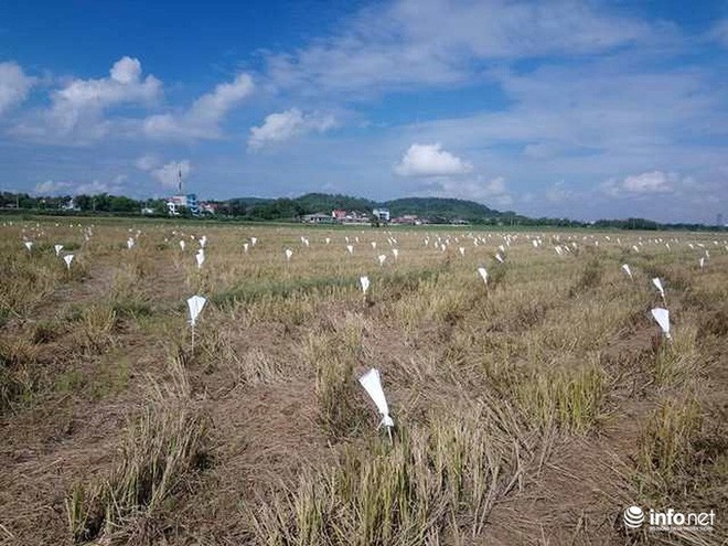 Tận diệt chim trời: Hốt hoảng chim sống giãy giụa vì bị vặt lông, khâu mắt - Ảnh 11.