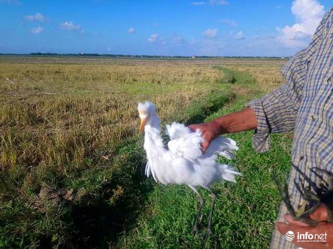 Tận diệt chim trời: Hốt hoảng chim sống giãy giụa vì bị vặt lông, khâu mắt - Ảnh 13.