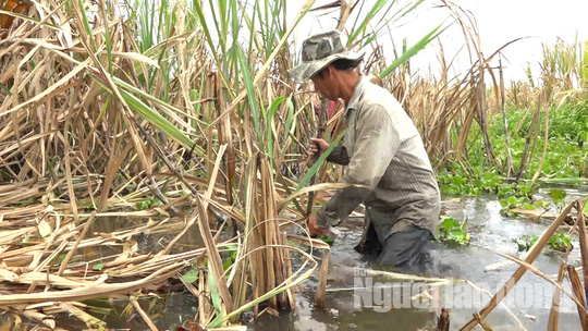 Ứa nước mắt với h&igrave;nh ảnh n&ocirc;ng d&acirc;n trồng m&iacute;a trắng tay v&igrave; lũ - Ảnh 4.