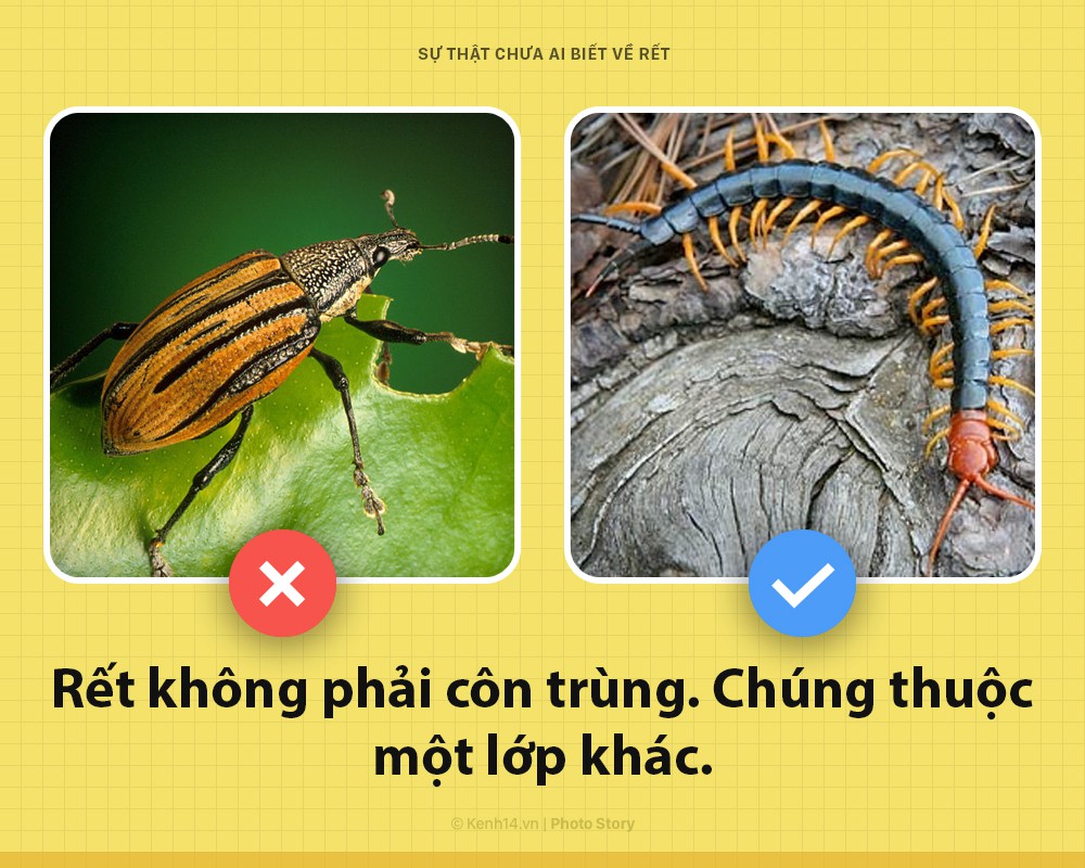 Xin ch&agrave;o! T&ocirc;i l&agrave; rết khổng lồ v&agrave; đ&acirc;y l&agrave; những sự thật chưa từng c&oacute; ai biết về t&ocirc;i - Ảnh 1.