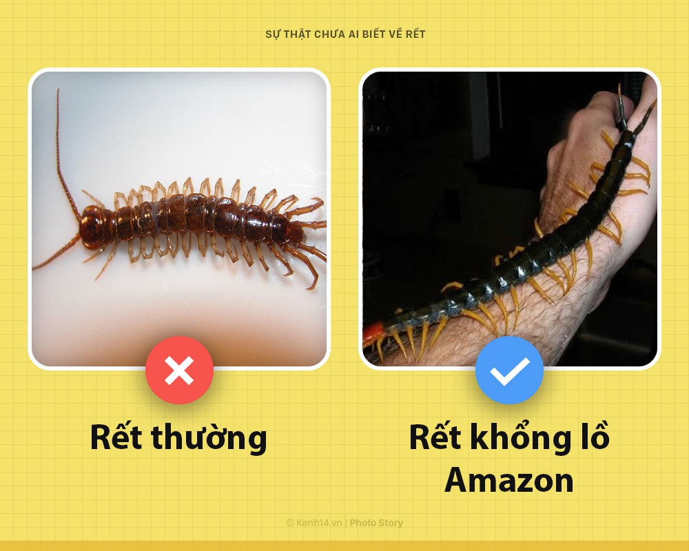Xin ch&agrave;o! T&ocirc;i l&agrave; rết khổng lồ v&agrave; đ&acirc;y l&agrave; những sự thật chưa từng c&oacute; ai biết về t&ocirc;i - Ảnh 2.