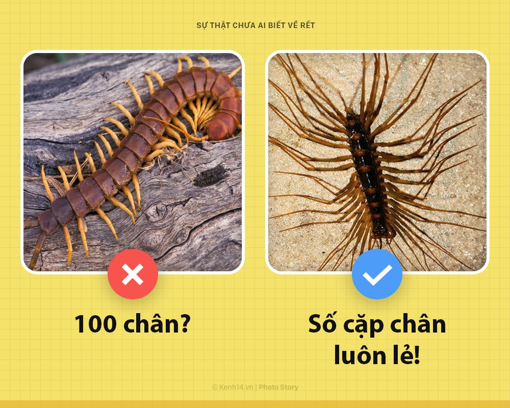 Xin ch&agrave;o! T&ocirc;i l&agrave; rết khổng lồ v&agrave; đ&acirc;y l&agrave; những sự thật chưa từng c&oacute; ai biết về t&ocirc;i - Ảnh 4.