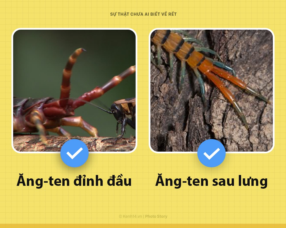 Xin ch&agrave;o! T&ocirc;i l&agrave; rết khổng lồ v&agrave; đ&acirc;y l&agrave; những sự thật chưa từng c&oacute; ai biết về t&ocirc;i - Ảnh 5.