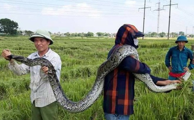 Thanh Hóa: Người dân bắt được trăn khủng khi đang gặt lúa - Ảnh 1.