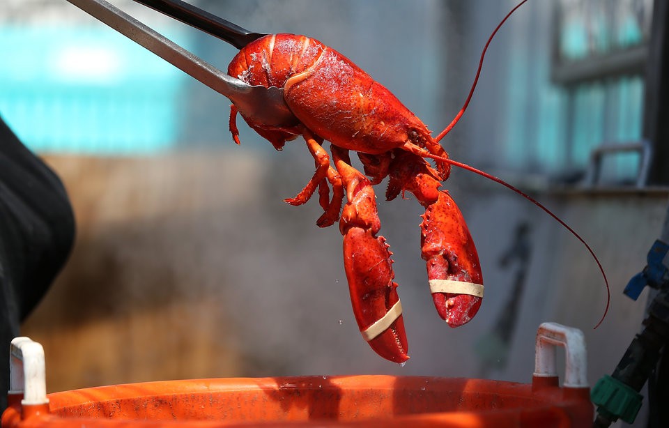 Lý do tại sao tôm hùm Mỹ lại trở thành một trong những món ăn sang chảnh nhất thế giới 4 Lý do tại sao tôm hùm Mỹ lại trở thành một trong những món ăn sang chảnh nhất thế giới - Ảnh 3.