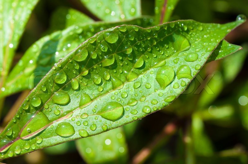 Lý giải cho mùi của mưa - mùi hương kì lạ mà chúng ta ngửi thấy mỗi khi trời mưa - Ảnh 3.
