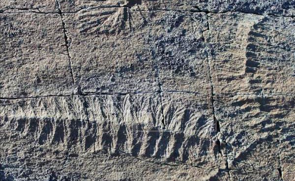Phát hiện hóa thạch loài thú răng chạm có niên đại 16.000 năm tại Uruguay - Ảnh 1.
