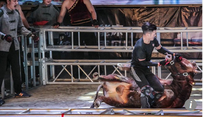 Kung-fu đấu b&ograve; trở lại Trung Quốc sau h&agrave;ng thế kỷ d&ugrave; bị chỉ tr&iacute;ch t&agrave;n bạo - Ảnh 2.