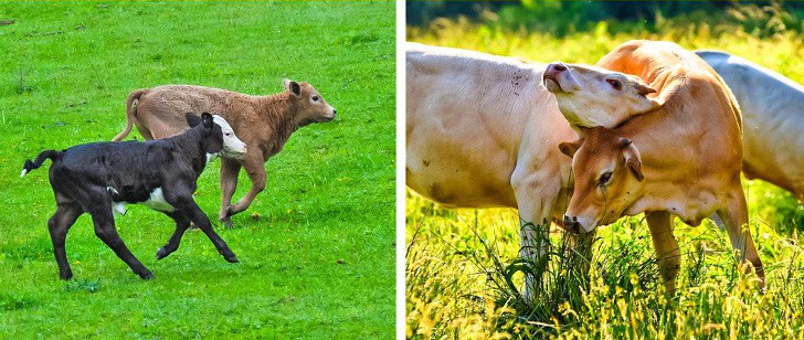 6 sự thật chứng minh thế giới sinh vật không bao giờ khiến bạn ngưng bất ngờ - Ảnh 6. 6 sự thật chứng minh thế giới sinh vật không bao giờ khiến bạn ngưng bất ngờ - Ảnh 6.