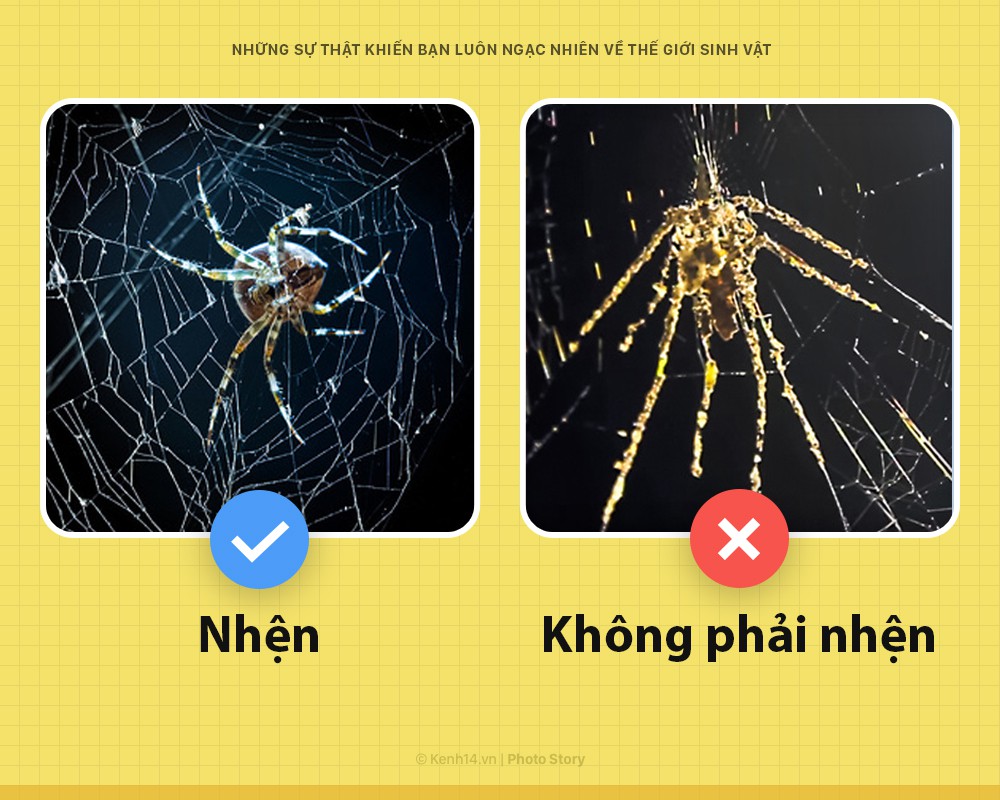 6 sự thật chứng minh thế giới sinh vật không bao giờ khiến bạn ngưng bất ngờ - Ảnh 1. 6 sự thật chứng minh thế giới sinh vật không bao giờ khiến bạn ngưng bất ngờ - Ảnh 1.