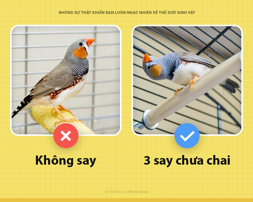 6 sự thật chứng minh thế giới sinh vật không bao giờ khiến bạn ngưng bất ngờ - Ảnh 7. 6 sự thật chứng minh thế giới sinh vật không bao giờ khiến bạn ngưng bất ngờ - Ảnh 7.