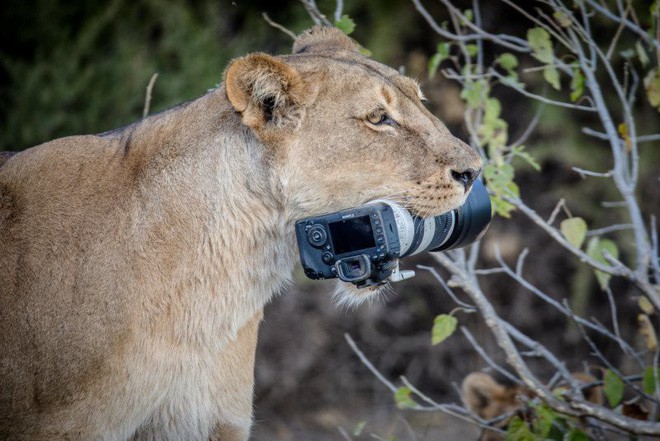 Sư tử mẹ tha camera ngàn đô của nhiếp ảnh gia về cho con chơi - Ảnh 2.