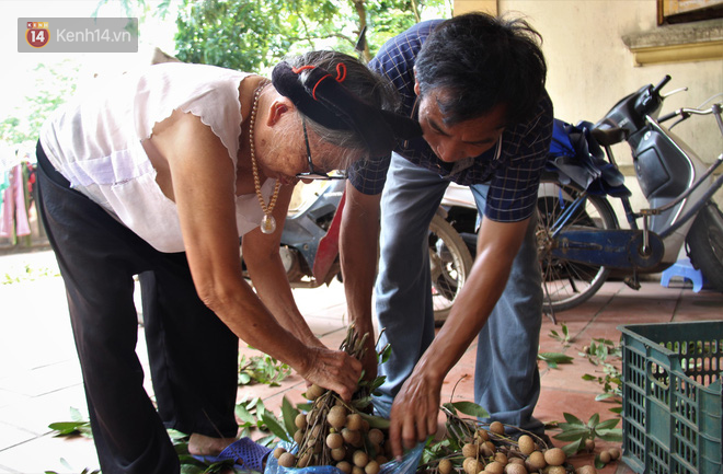 Hà Nội: Cận cảnh cây nhãn tổ khổng lồ 130 tuổi, mỗi năm thu hoạch gần một tấn quả  - Ảnh 9.