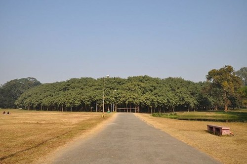 Cận cảnh cây đa khổng lồ nhất thế giới: Tán cây bao phủ hơn 14 nghìn mét vuông - Ảnh 1.