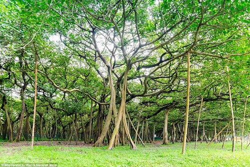 Cận cảnh cây đa khổng lồ nhất thế giới: Tán cây bao phủ hơn 14 nghìn mét vuông - Ảnh 3.