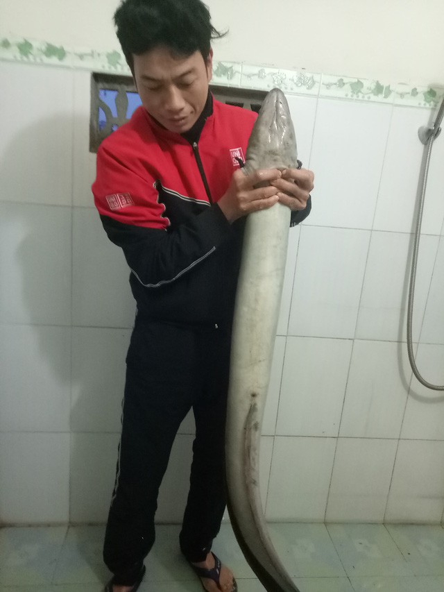 Người d&acirc;n xứ Nghệ bắt được c&aacute; lệch &ldquo;khủng&rdquo; d&agrave;i 1,6m, nặng gần 10kg trong ng&agrave;y đầu năm mới - Ảnh 1.