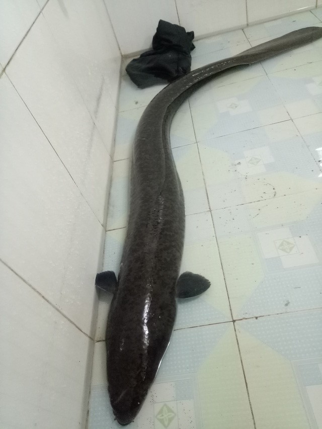 Người d&acirc;n xứ Nghệ bắt được c&aacute; lệch &ldquo;khủng&rdquo; d&agrave;i 1,6m, nặng gần 10kg trong ng&agrave;y đầu năm mới - Ảnh 2.