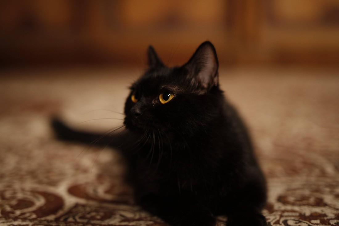 Y&ecirc;u Mi&ecirc;u Truyện, t&igrave;nh sử Dương Qu&yacute; Phi hay c&aacute;ch người Nhật lật mặt người Trung Quốc trong một ca xử l&yacute; khủng hoảng truyền th&ocirc;ng!? - Ảnh 13.