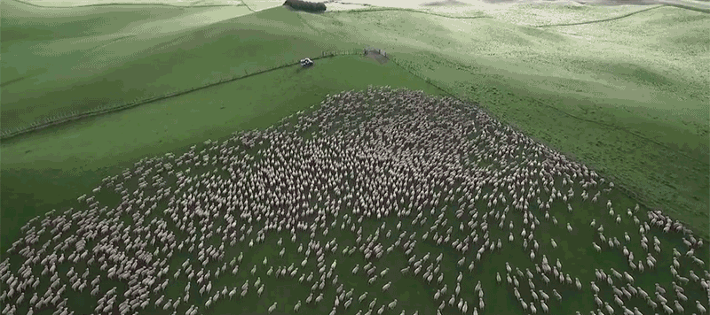 Clip: Flycam ghi lại cảnh chó chăn 1000 con cừu cùng lúc cực kỳ đã mắt - Ảnh 2.